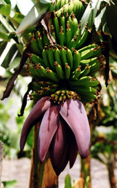 Gomera105k.jpg (40371 Byte)