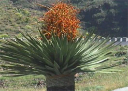 gomera03k.jpg (23115 Byte)