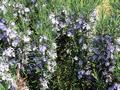 Rosmarien in H�lle und F�lle